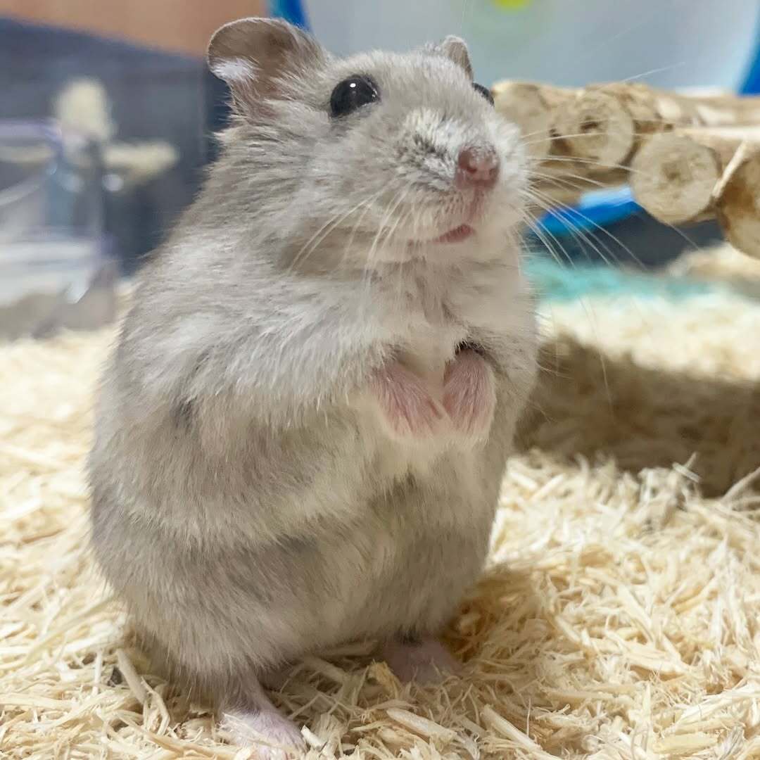 Содержание хомяков без уборки и запаха Содержание хомяков