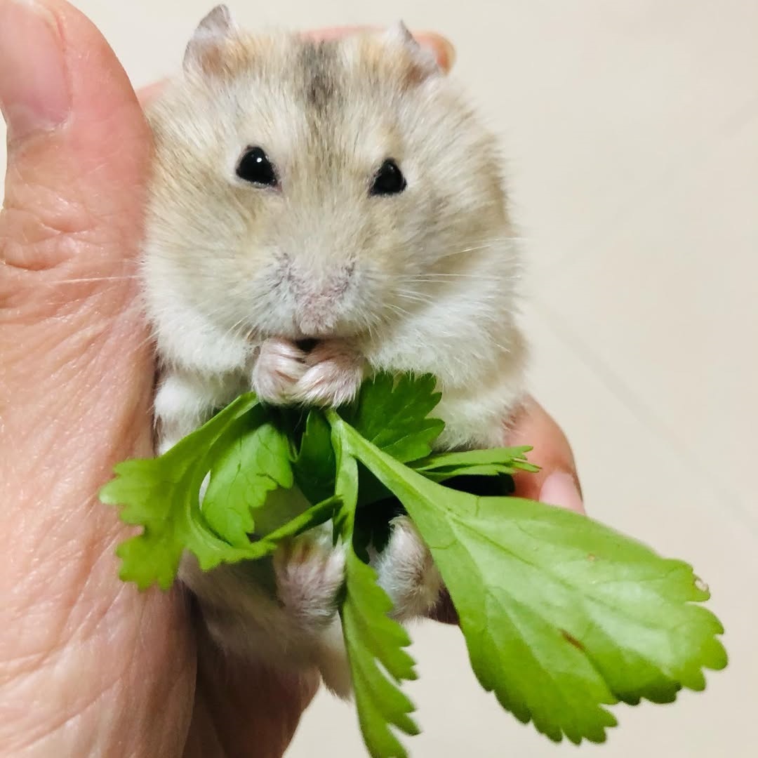 Что можно давать хомякам Можно хомякам
